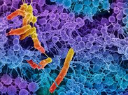 “मानवी शरीरातील ऑबेलिस्कचा शोध: जीवनाचे आद्य रूप?”