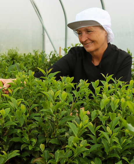 Tea Garden.jpg