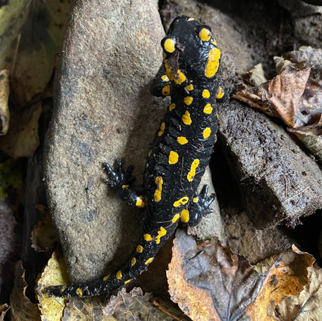 Fire salamander in the forests of Bavaria.