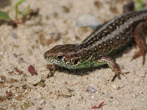 Zur Akzeptanz zeitgemäßer Artenschutzmaßnahmen in Deutschland