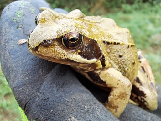 Amphibien auf der Spur, Teil 3