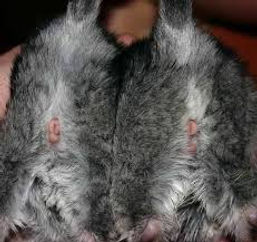 sexagem de filhotes de chinchila