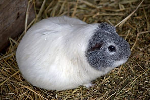 porquinha-da-india-gravida.jpg