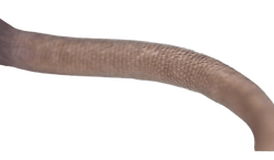 limpeza-cauda-rato.png
