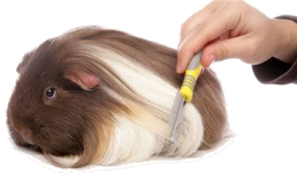 hih.png