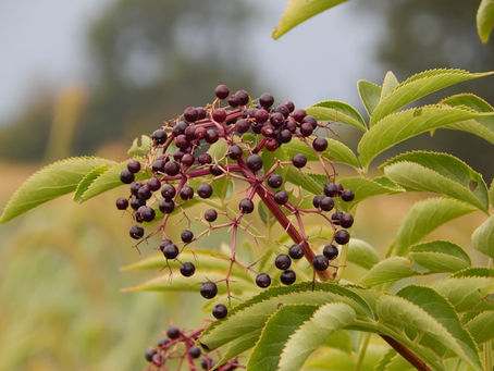 An image of elderberries a key ingredient in our Pontack Sauce a healthy alternative to Worcester Sauce buy our Pontack sauce in the UK with ease at our online store