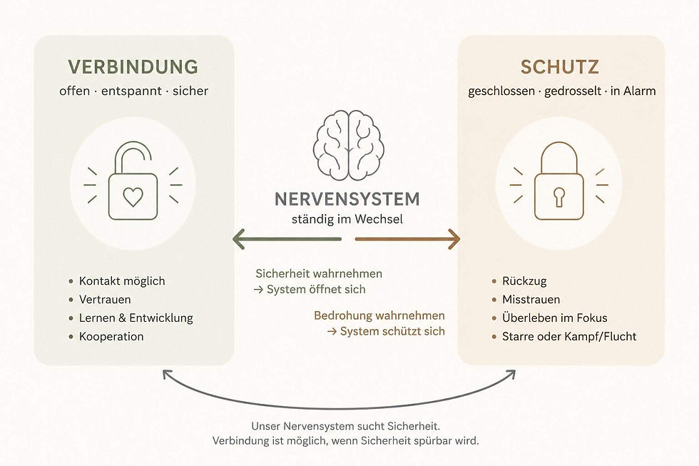 Schematische Darstellung des Nervensystems zwischen Verbindung und Schutz – emotionale Distanz in der Partnerschaft, Psychotherapie Rosenheim