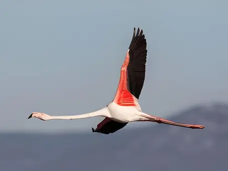 Bird Watching Gambia: Where to Go, What to See and How to Plan Your Tour