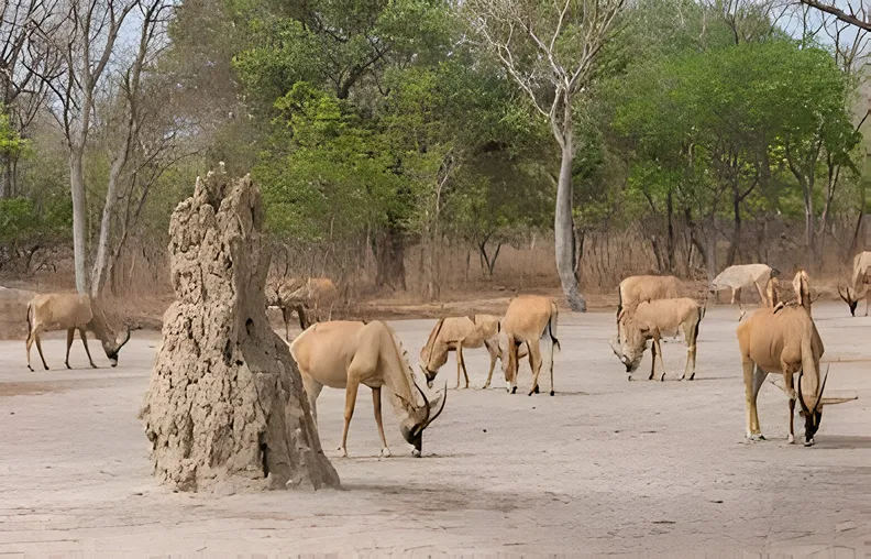 eland
