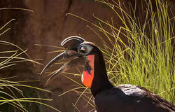 ground hornbill