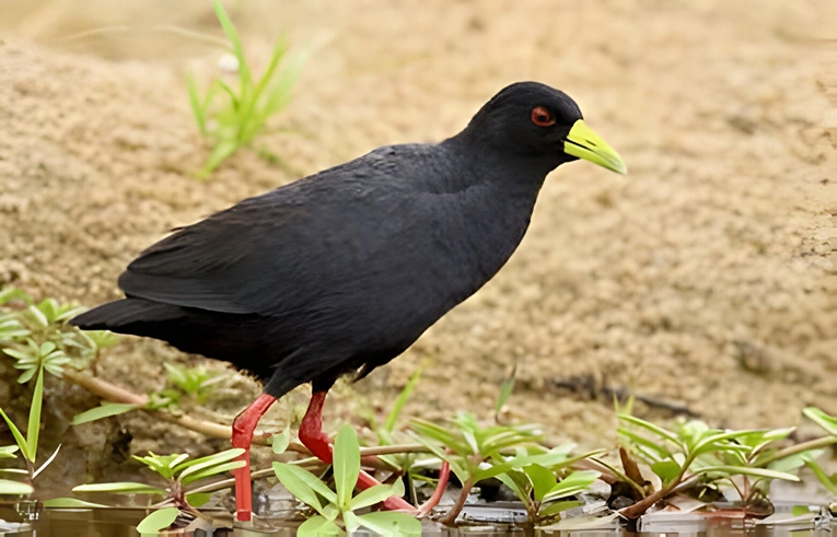 black crake