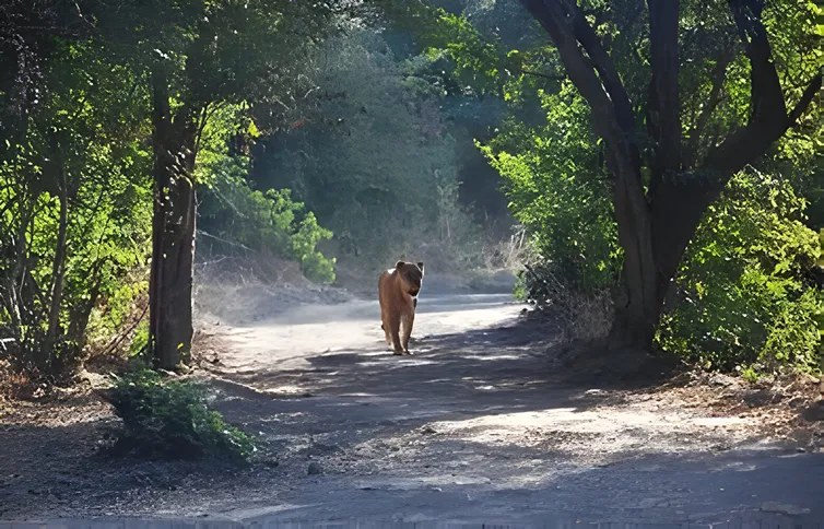 lion