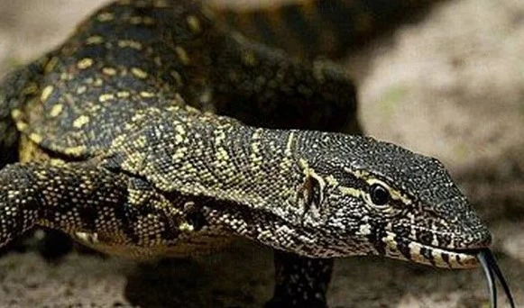nile raptor