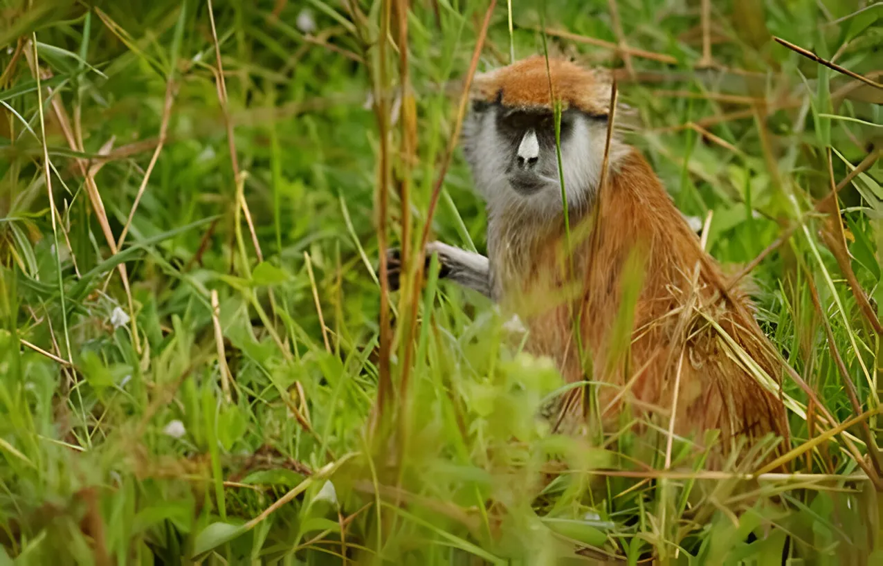 red patas monkey