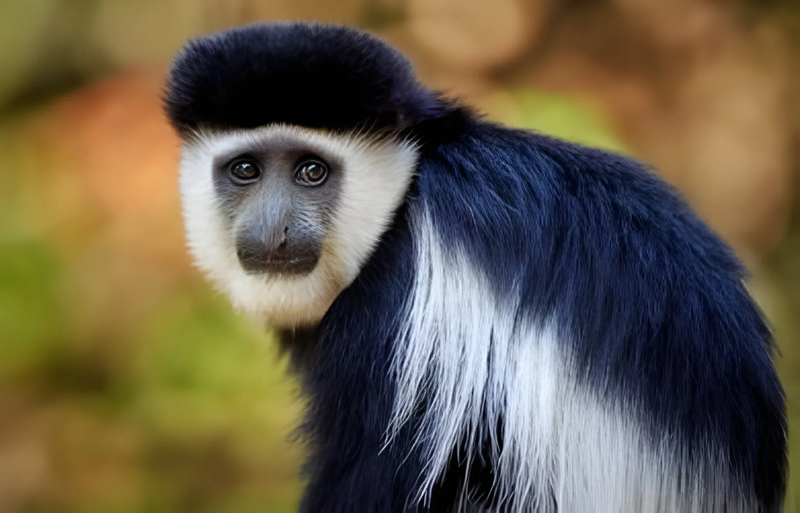 colobus monkey