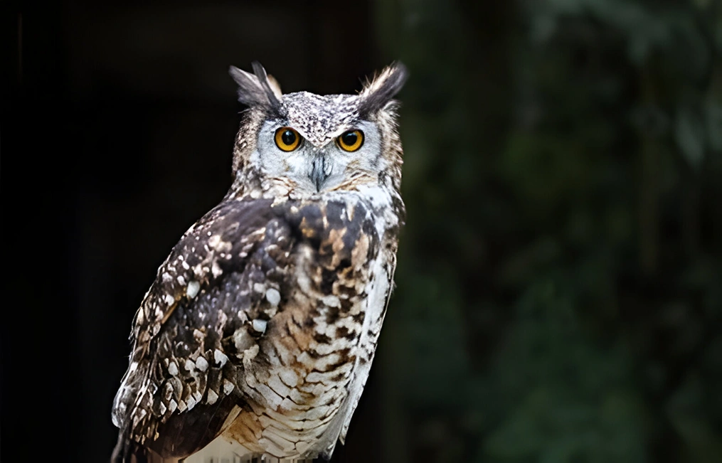 eagle owl
