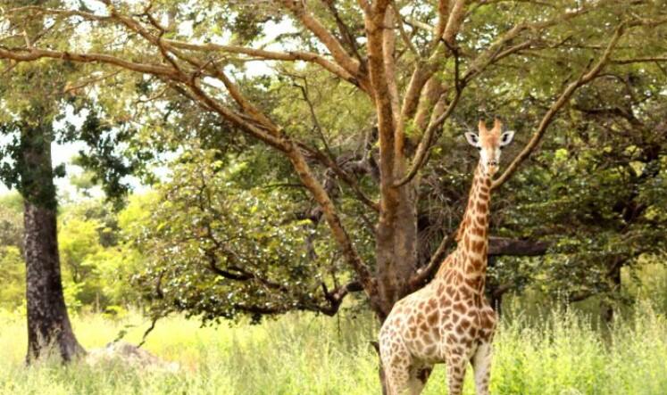 giraffe