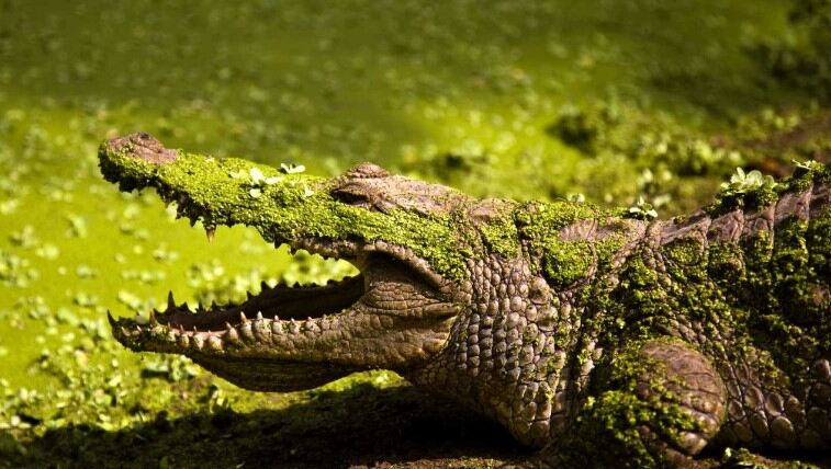 crocodile