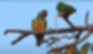 Senegal Parrot