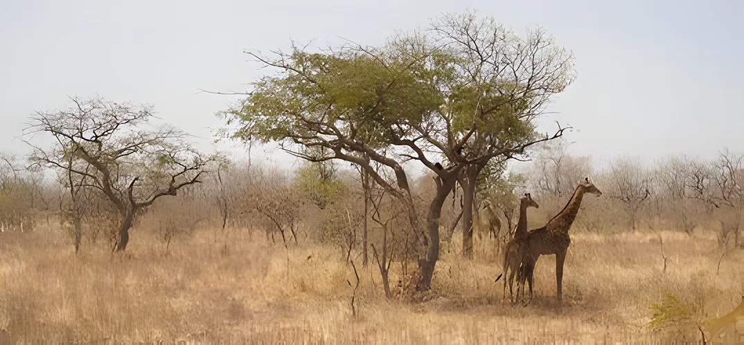 Girafee