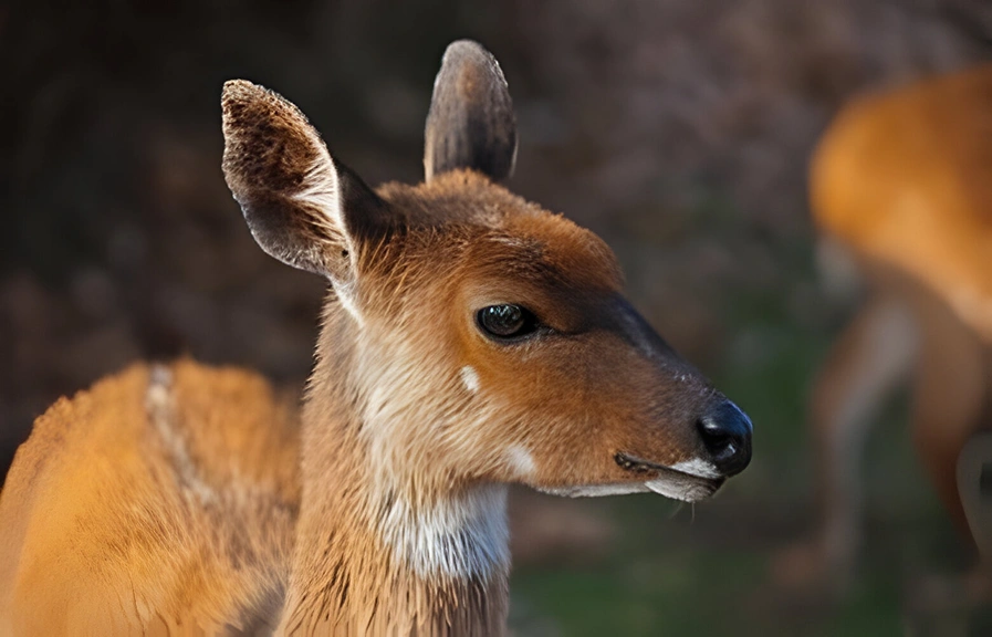 bushbuck