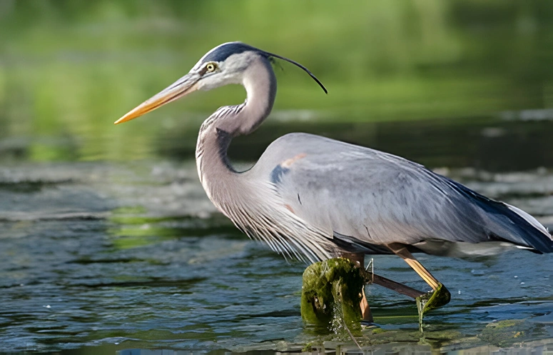 Great blue heron