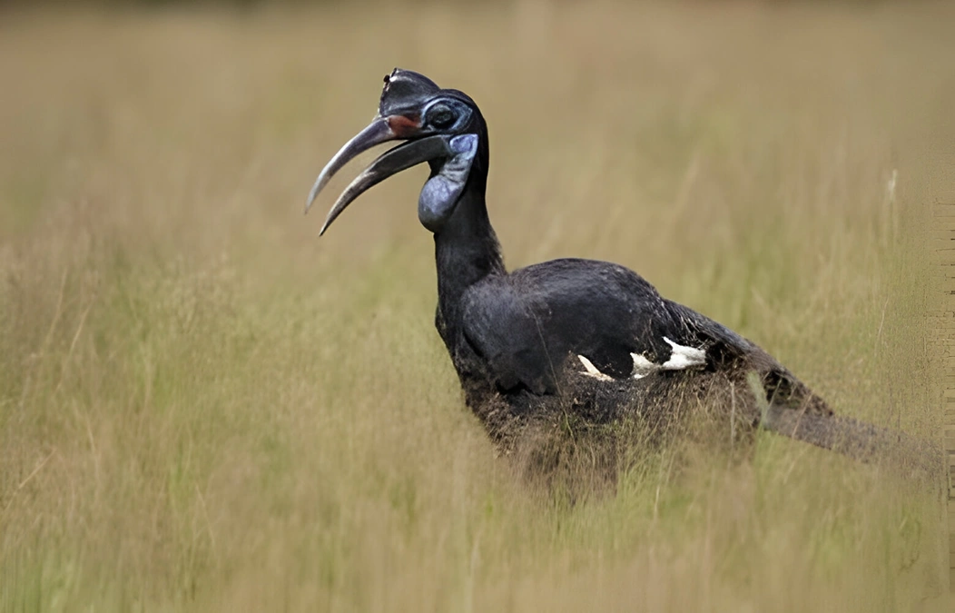 Abyssinian ground hornbill