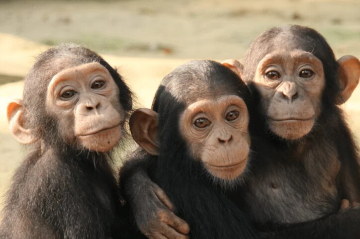 monkeys