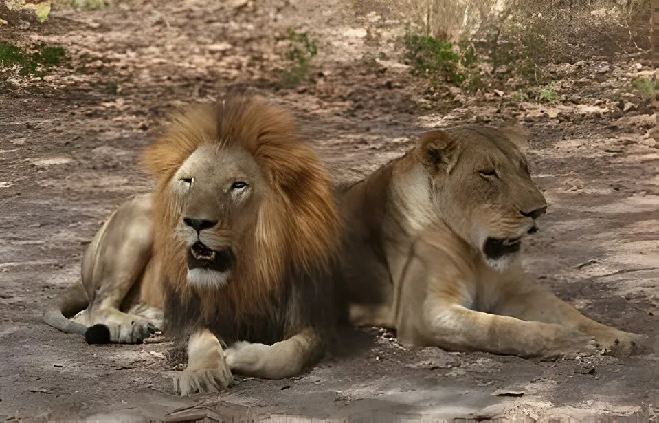 lion and lioness
