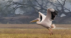 pelicans