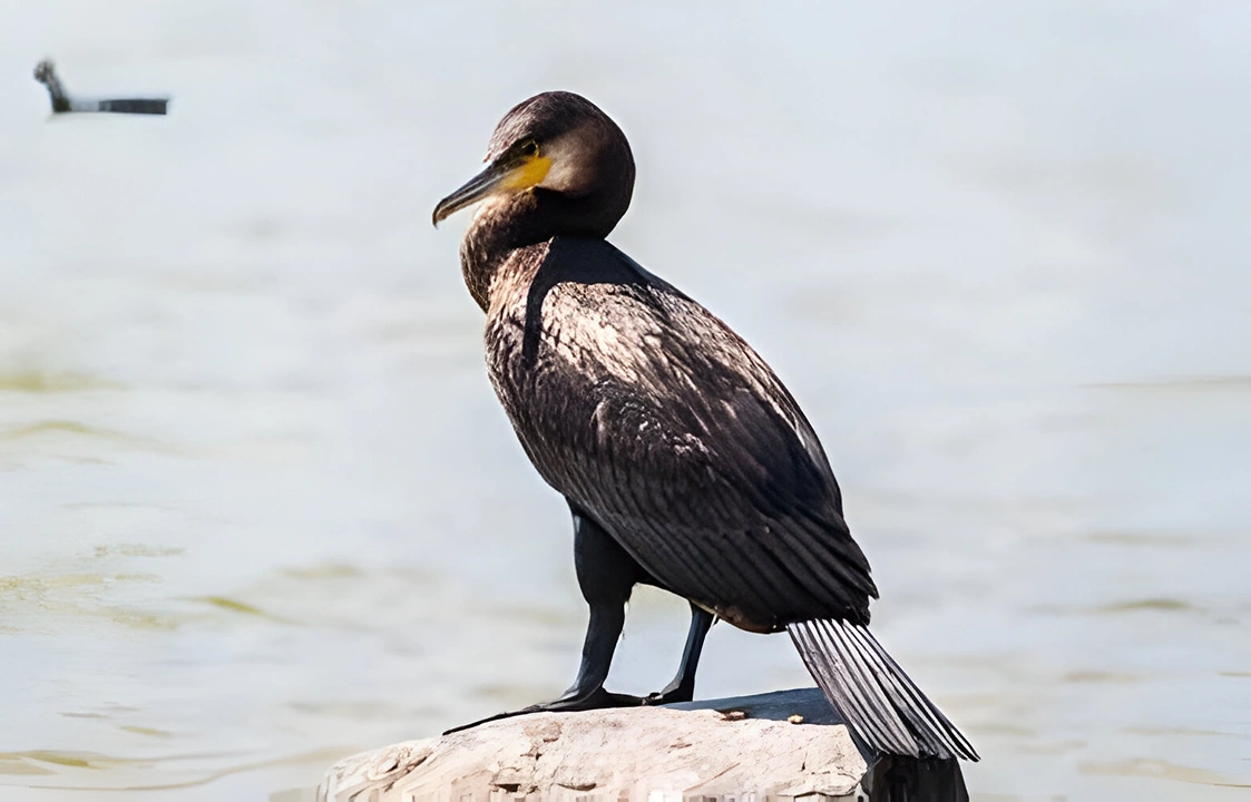 cormorant