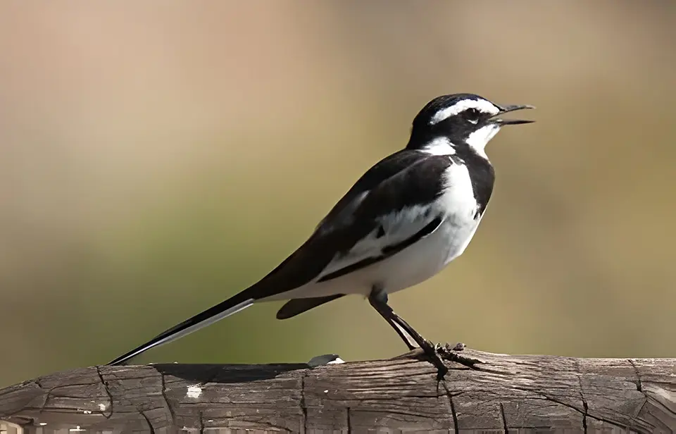 african pied wagtail