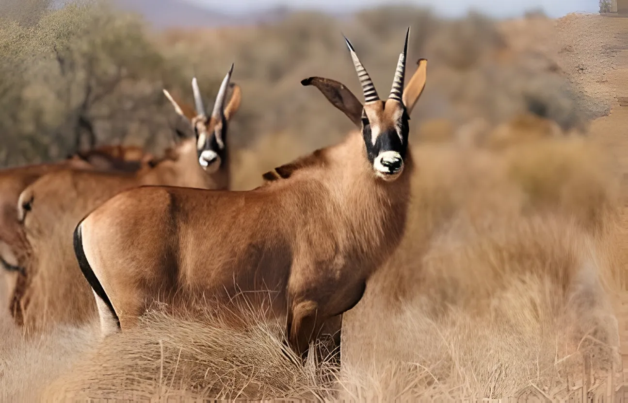 Roan antelope