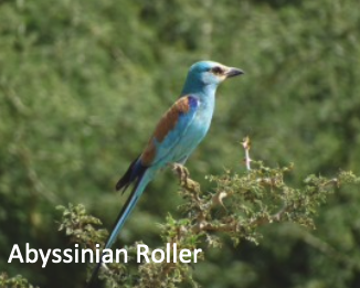 Abyssinian roller