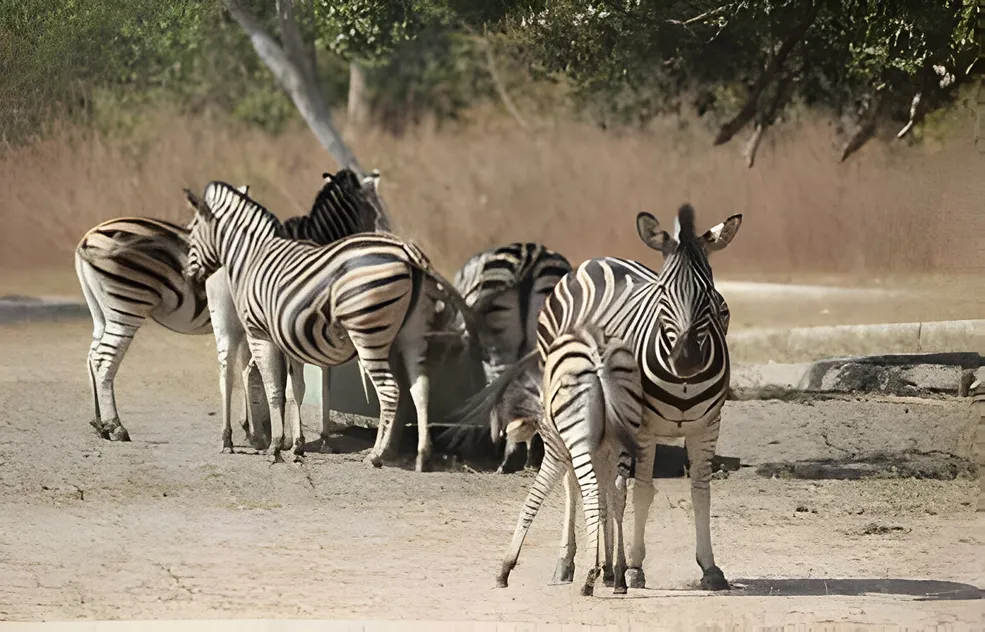Zebra