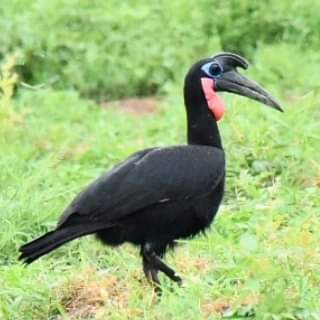 Abyssinian ground hornbill