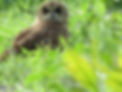 Marsh Owl