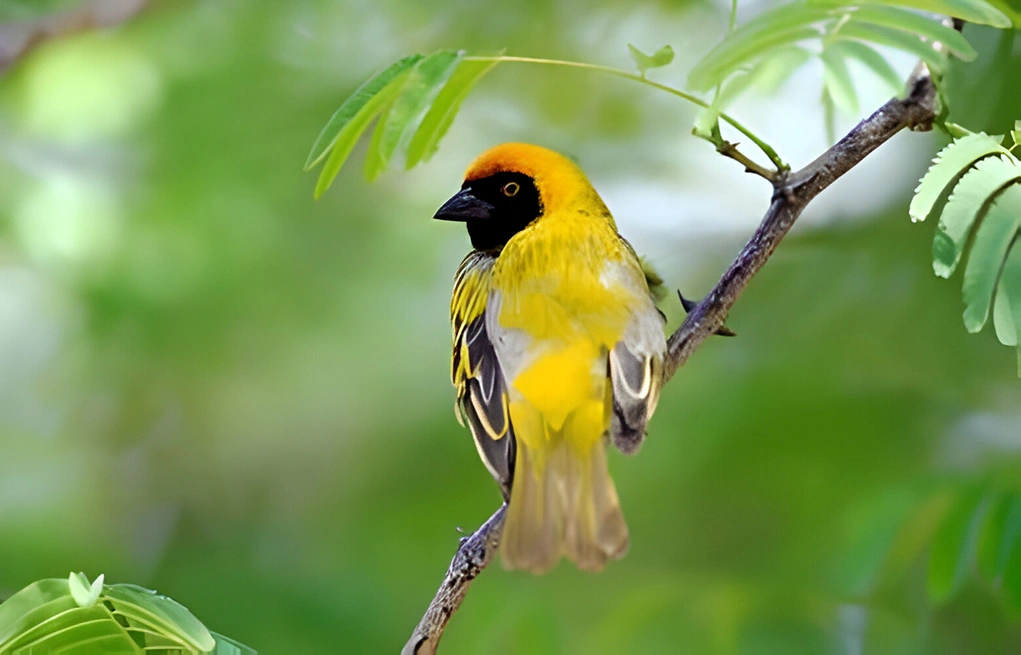 Southern Masked Weaver