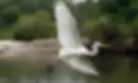 White Great Egret