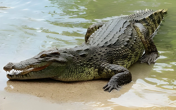 nile crocodile