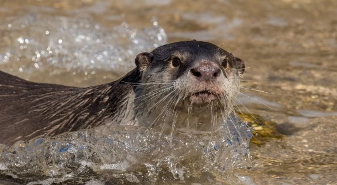 african clawless otter