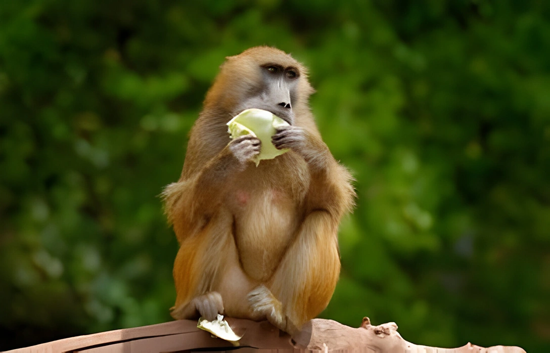Guinea baboon