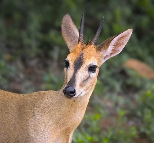common duiker
