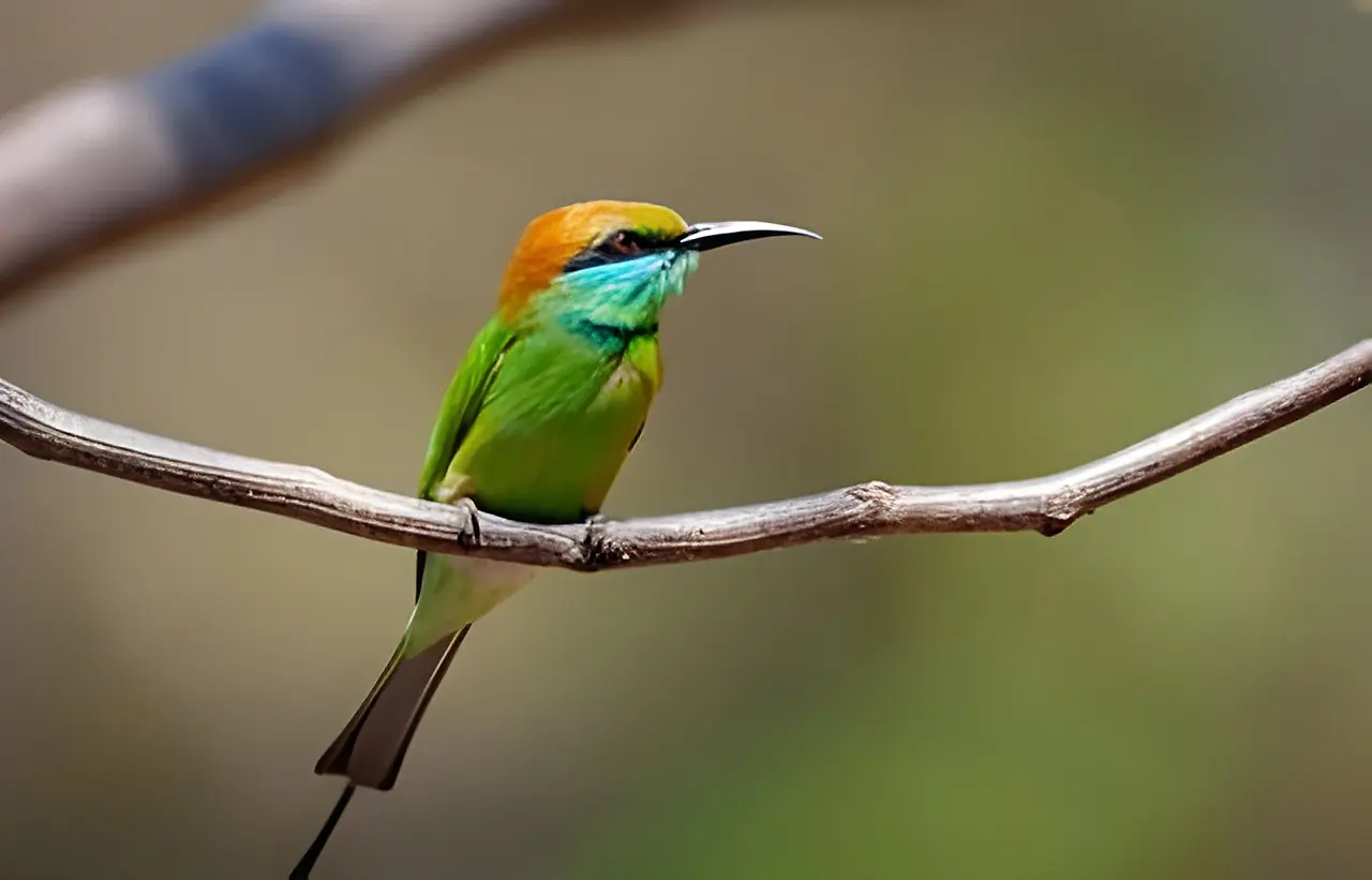 bee eater