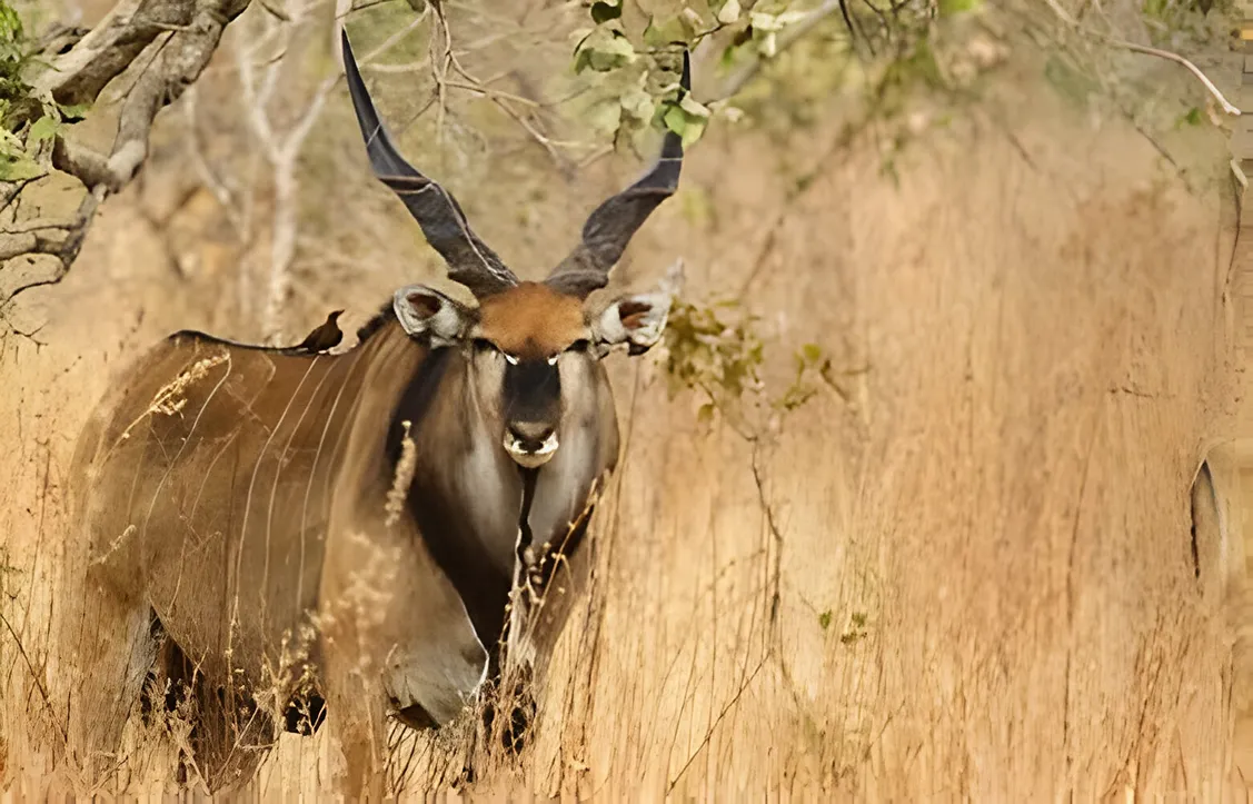 eland