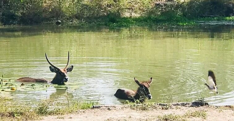 deers