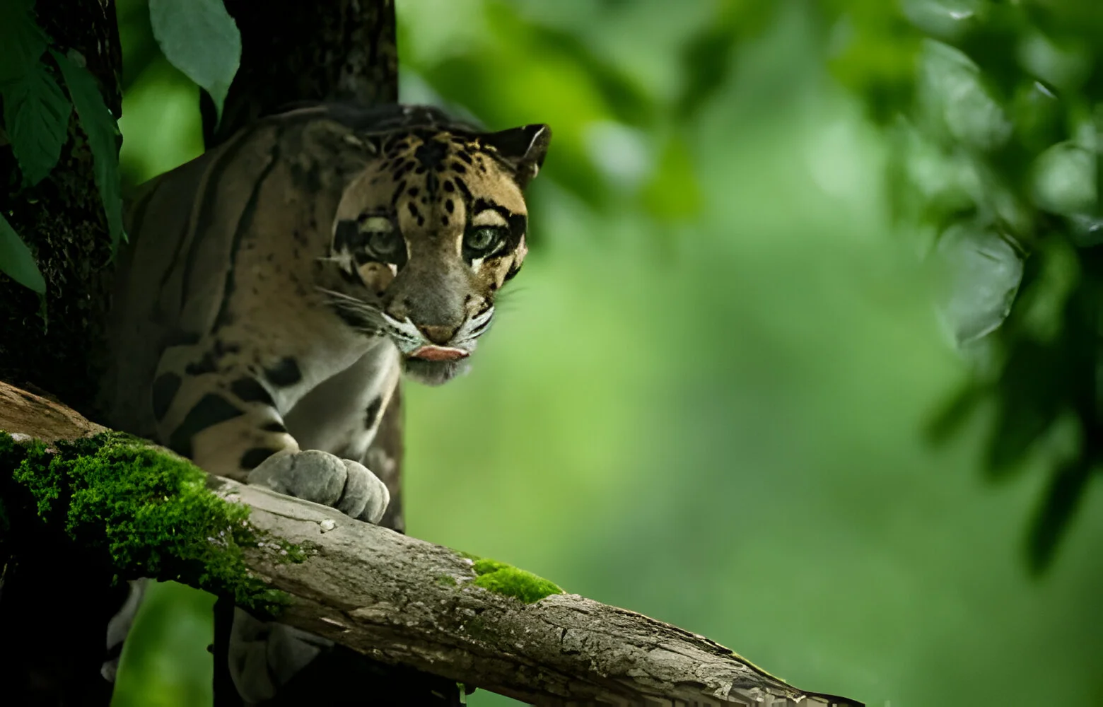 cheetah