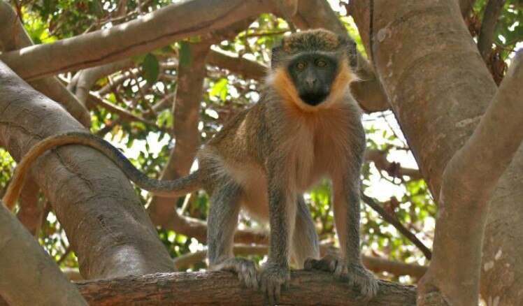 monkey
