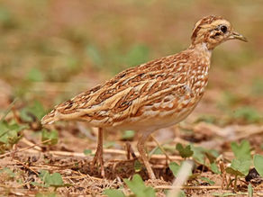Best Gambia Birdwatching Tours for Beginners