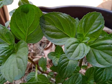 Levante: erva aromática e medicinal
